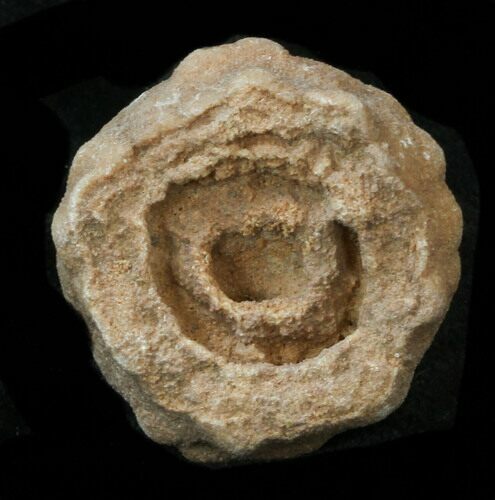 Flower-Like Sandstone Concretion - Pseudo Stromatolite #34218